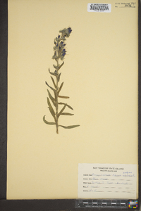 Echium vulgare image