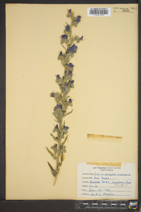 Echium vulgare image