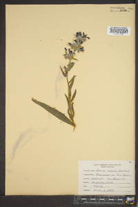 Echium vulgare image