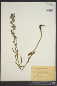 Echium vulgare image