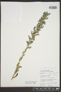 Image of Echium pustulatum