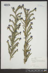 Echium vulgare image