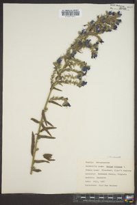 Echium vulgare image