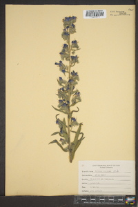 Echium vulgare image