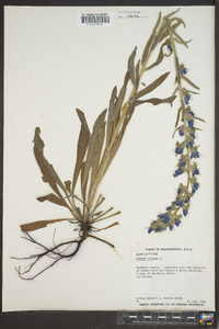 Echium vulgare image