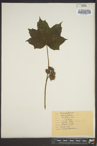 Hydrophyllum canadense image