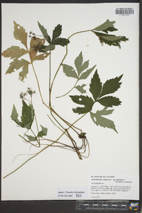 Hydrophyllum virginianum var. atranthum image