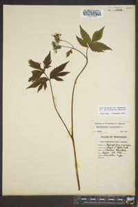 Hydrophyllum virginianum image