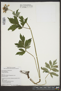 Hydrophyllum virginianum image