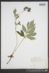 Hydrophyllum virginianum image