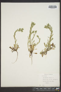 Buglossoides arvensis image