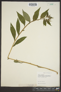 Lithospermum latifolium image