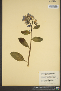 Mertensia virginica image