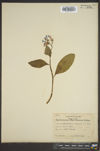 Mertensia virginica image