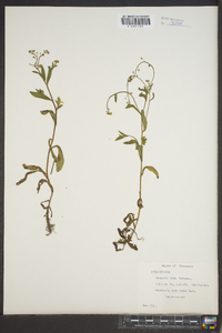 Myosotis laxa image