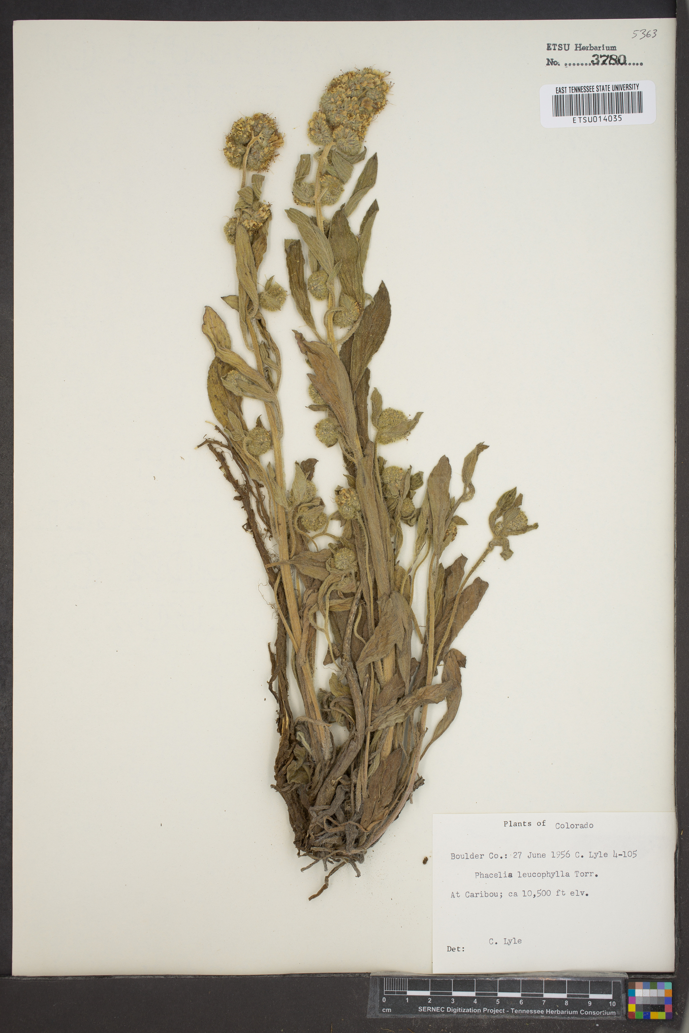 Phacelia leucophylla image