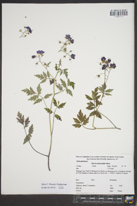 Phacelia bipinnatifida image