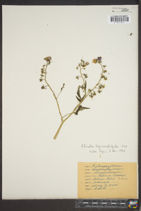 Phacelia bipinnatifida image