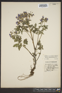 Phacelia bipinnatifida image