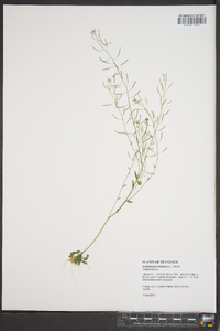 Arabidopsis thaliana image