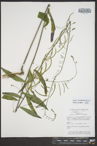 Borodinia canadensis image