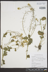 Brassica napus image