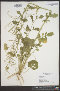 Brassica rapa image