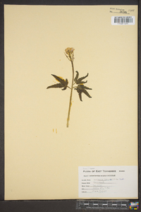 Cardamine heterophylla image