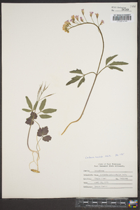 Cardamine angustata image