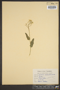 Cardamine bulbosa image