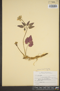 Cardamine diphylla image