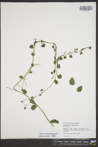 Cardamine rotundifolia image