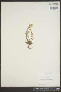 Draba aurea image