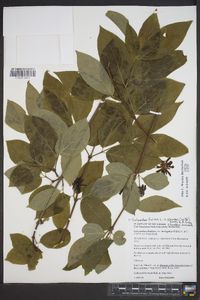 Calycanthus floridus var. glaucus image