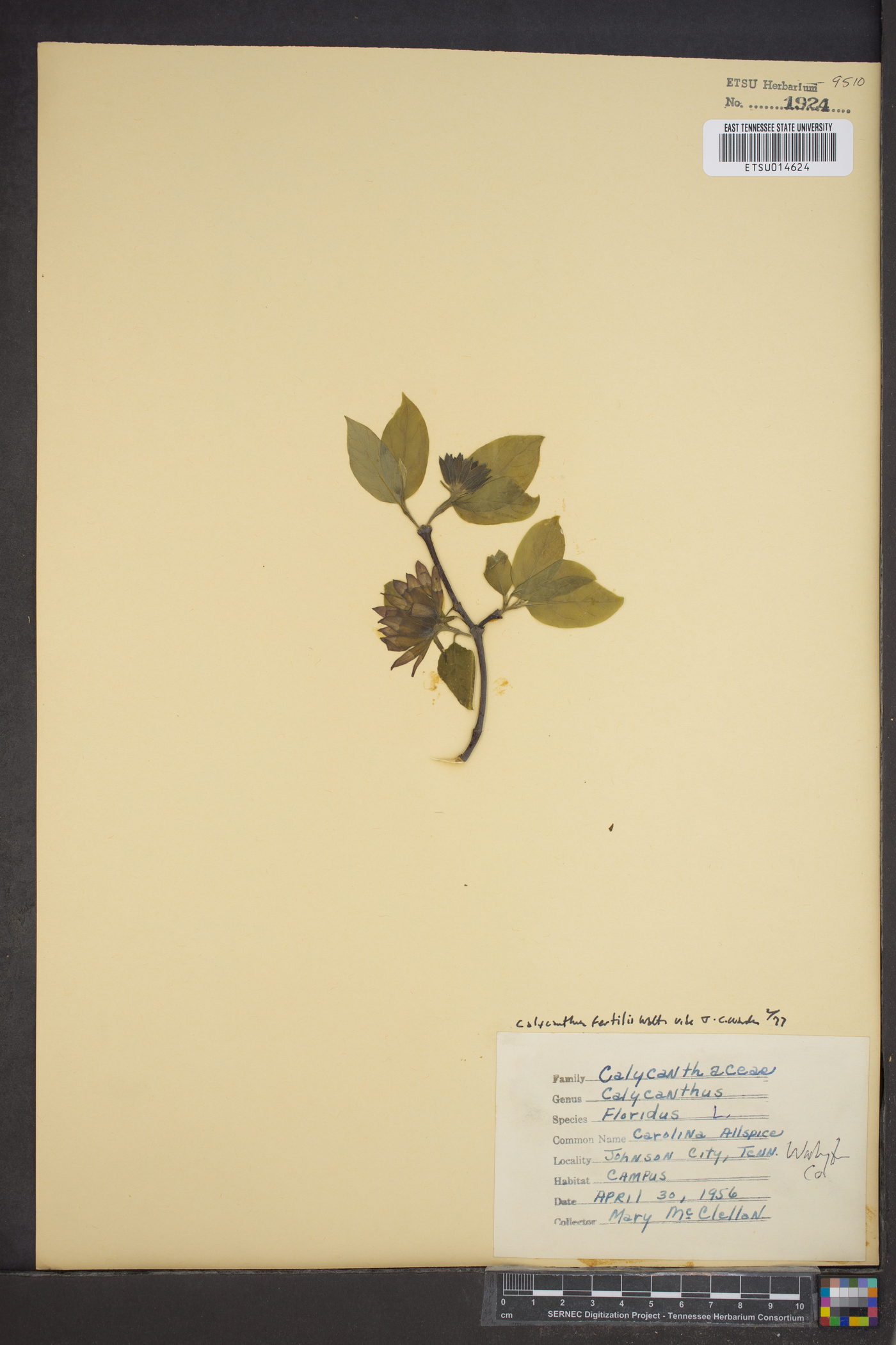 Calycanthus fertilis image