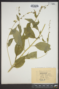 Campanulastrum americanum image