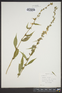 Campanulastrum americanum image