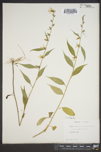 Campanulastrum americanum image