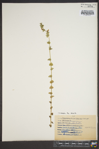 Triodanis perfoliata var. perfoliata image