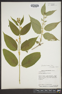 Diervilla lonicera image