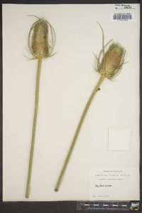 Dipsacus fullonum image