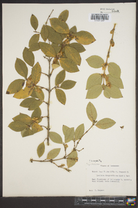 Lonicera fragrantissima image