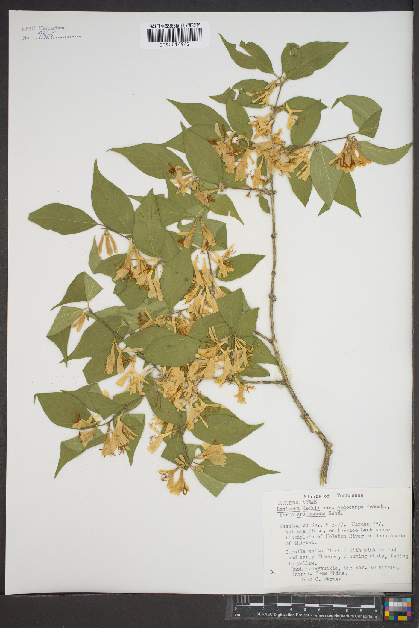 Lonicera maackii f. podocarpa image