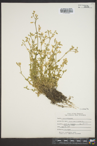 Cerastium fontanum subsp. vulgare image