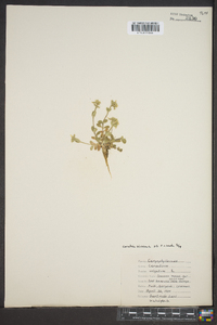 Cerastium viscosum image