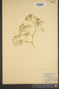 Gypsophila paniculata image