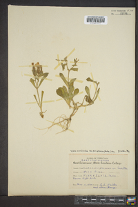 Silene caroliniana image