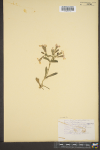 Silene caroliniana image