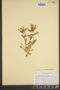 Silene caroliniana image