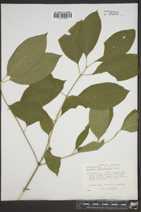 Euonymus atropurpureus image